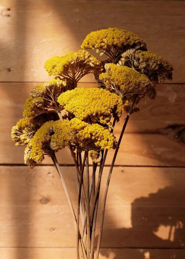Yellow Wildflowers on Wood, organic, photographic, warm