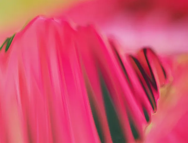 Abstract Pink Petal Texture, organic, abstract, vibrant