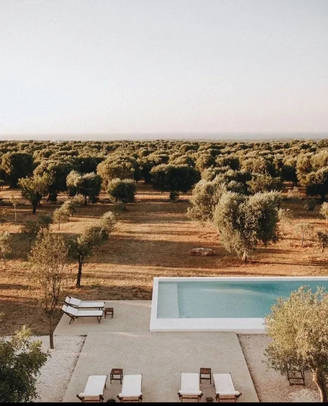Poolside View of Olive Grove, photographic, minimal, warm
