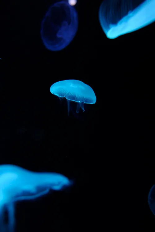 Bioluminescent Jellyfish, organic, photographic, dark