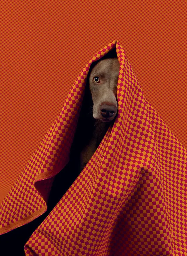 Dog in Red Plaid Blanket, photographic, maximalist, vibrant