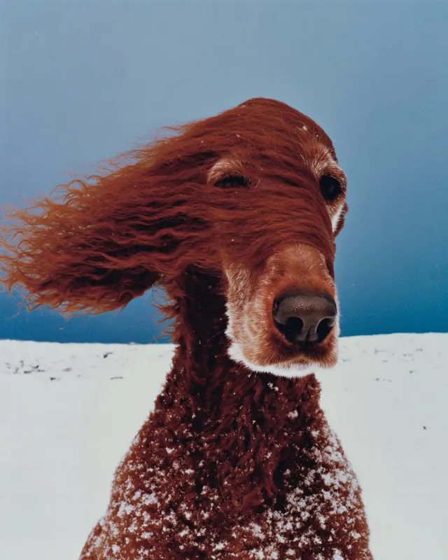 Wind-Blown Horse in Snow, photographic, organic, high-contrast