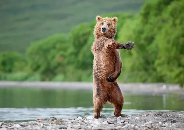 Bear Standing on Beach, photographic, organic, earthy