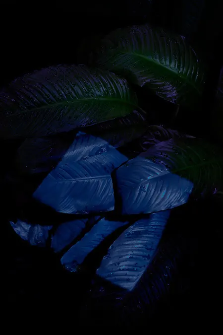 Abstract Leaf and Petal Composition, organic, dark-mode, dark