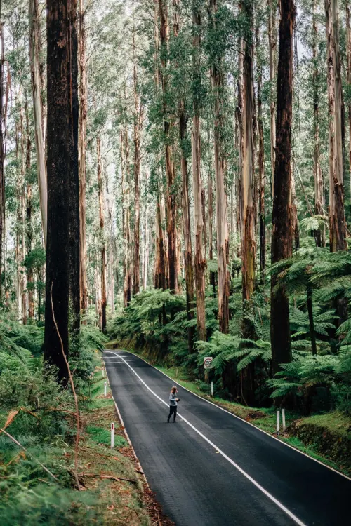 Person Walking on Forest Road, photographic, organic, earthy
