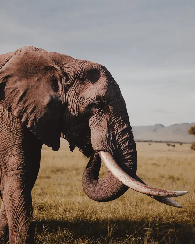 Elephant in Savanna Landscape, photographic, organic, earthy