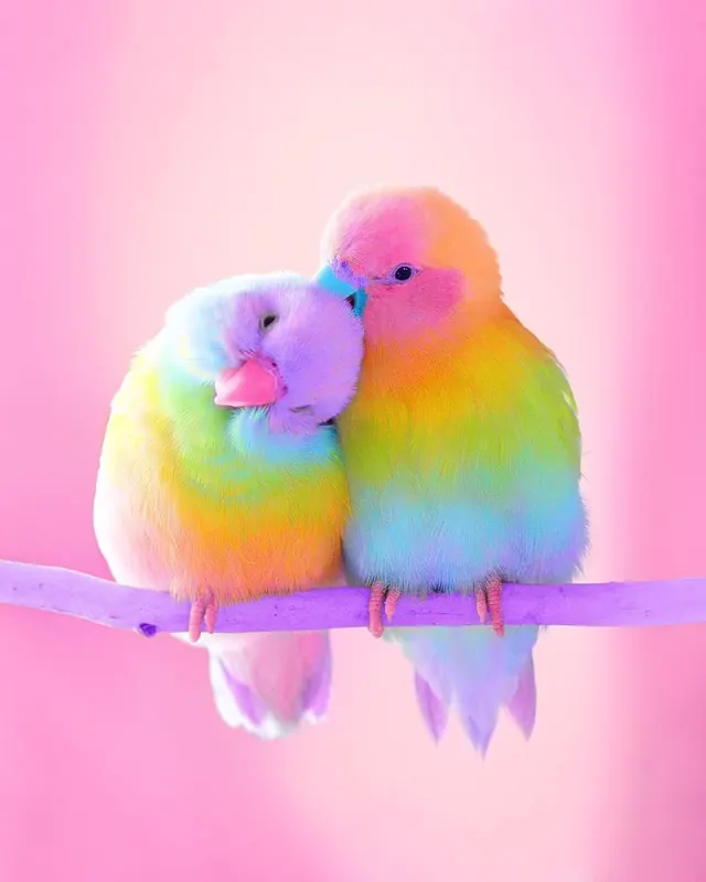 Two Colorful Birds on a Branch, playful, illustrated, pastel