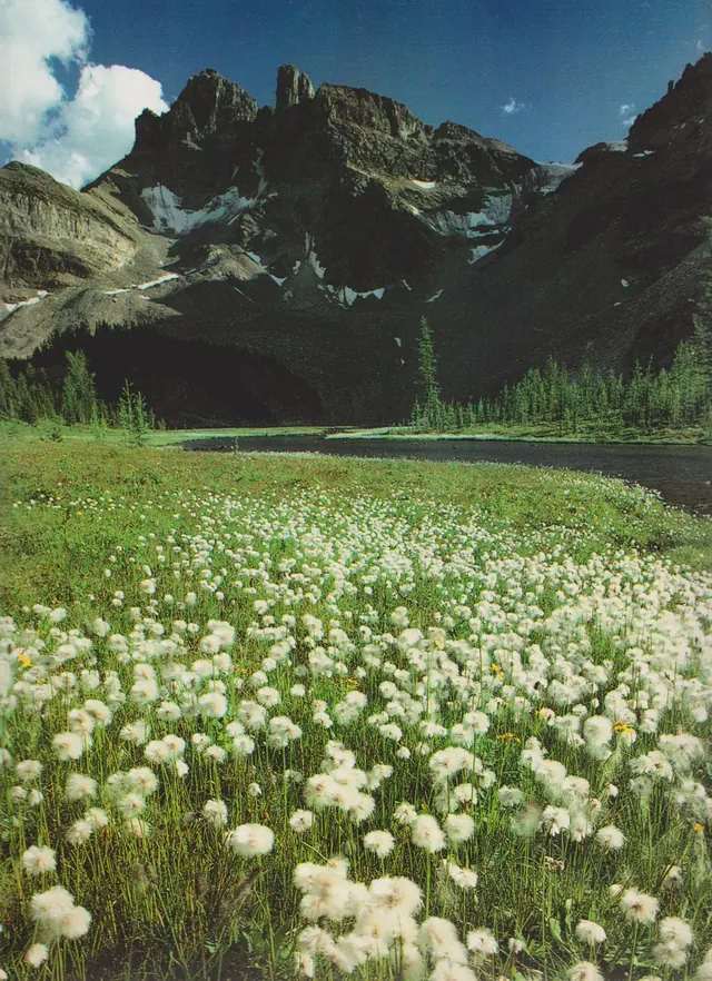 Mountain Landscape with Wildflowers, photographic, organic, vibrant