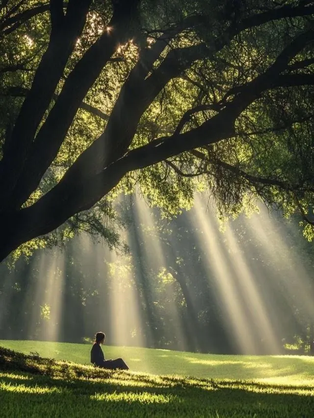 Sunlight Filtering Through Forest Trees, photographic, organic, warm