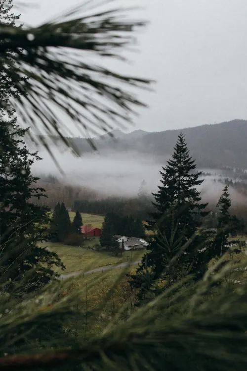Misty Pine Forest Landscape, photographic, organic, muted
