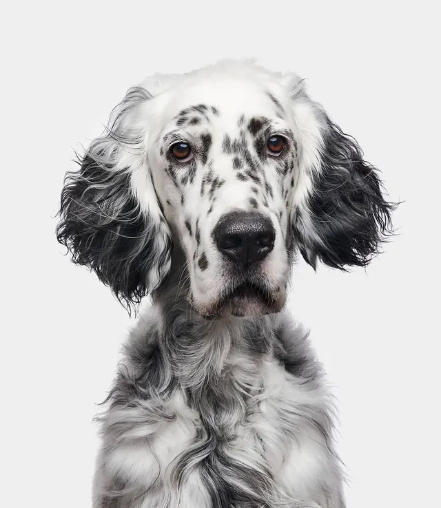 English Springer Spaniel Portrait, photographic, monochrome, monochrome