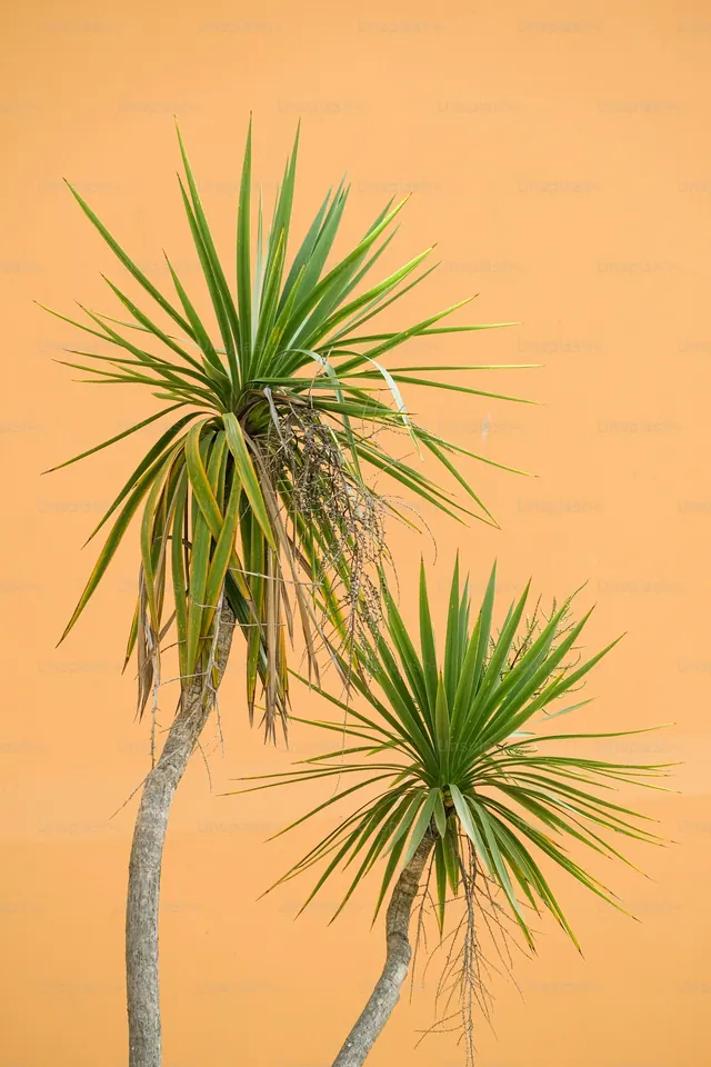 Stylized Palm Tree Illustration, minimal, organic, vibrant