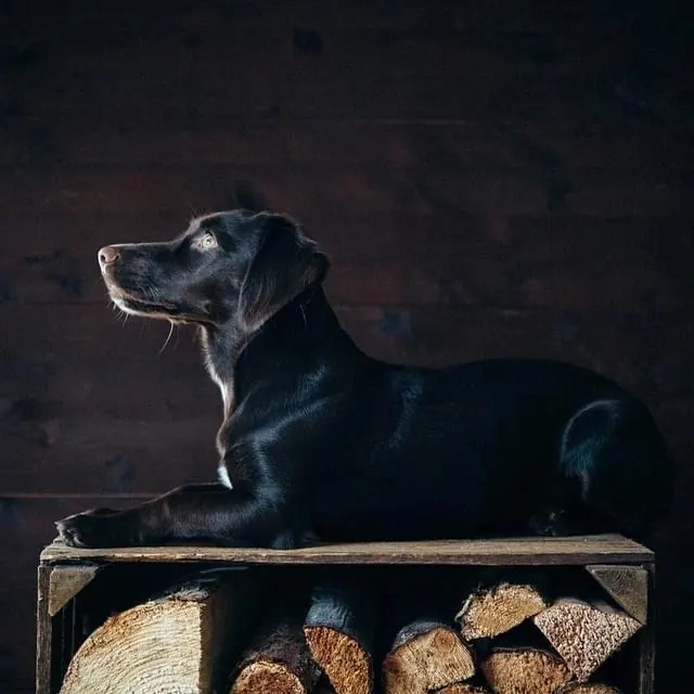 Black Dog on Wood Bench, photographic, dark-mode, dark