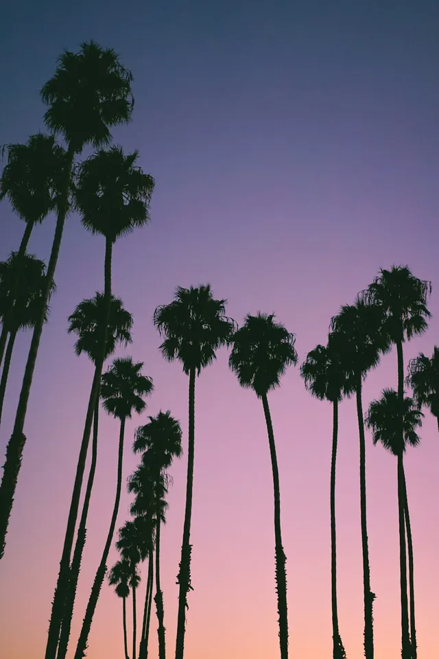 Palm Tree Silhouette Gradient, minimal, flat, vibrant