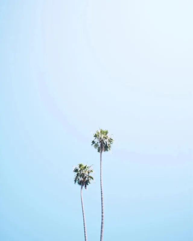Palm Trees Against Blue Sky, minimal, photographic, light