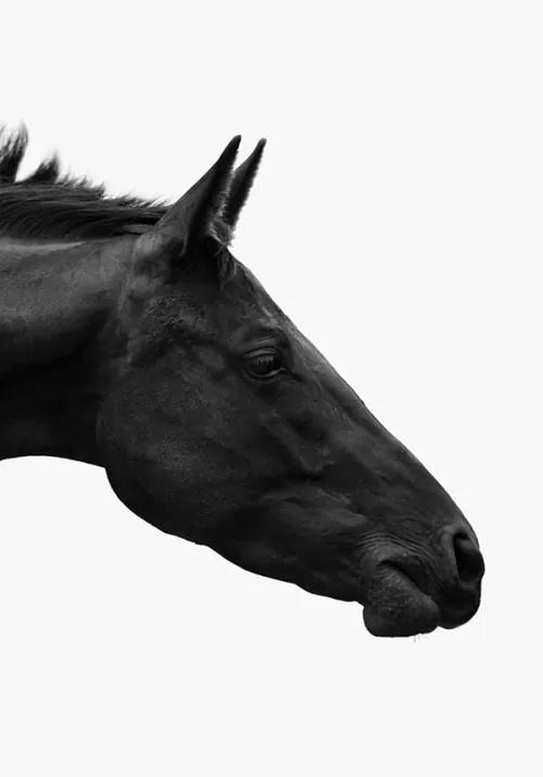 Monochrome Horse Portrait, minimal, monochrome, monochrome