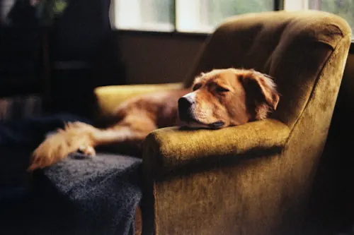Sleeping Dog on Armchair, photographic, organic, warm