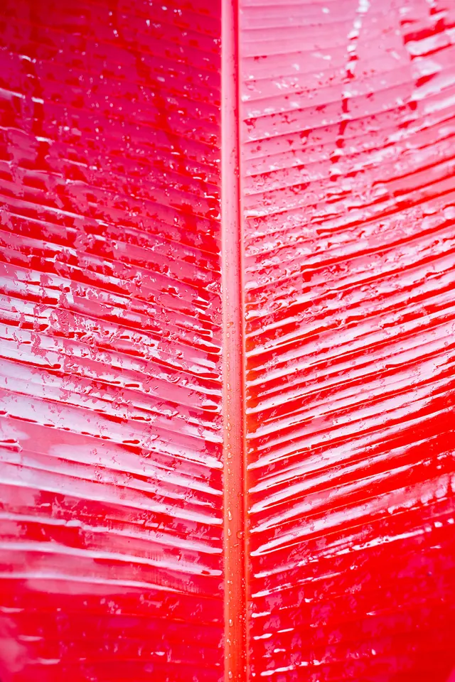 Abstract Red Feather Texture, organic, photographic, vibrant