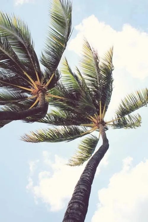 Palm Tree Against Blue Sky, photographic, organic, vibrant