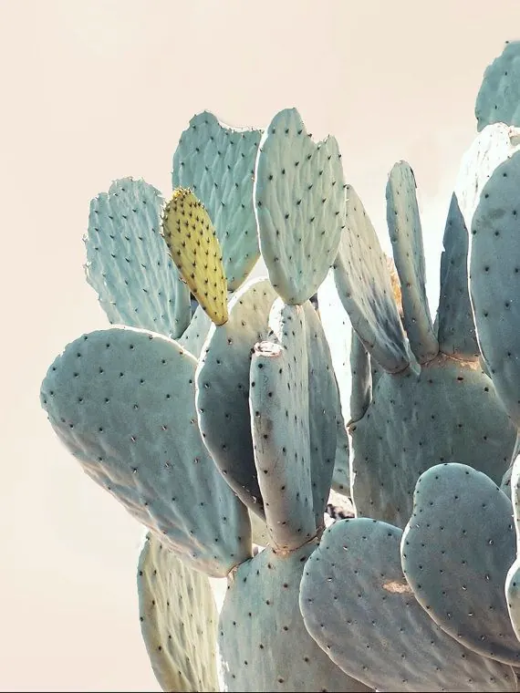 Prickly Pear Cactus Illustration, organic, flat, cool