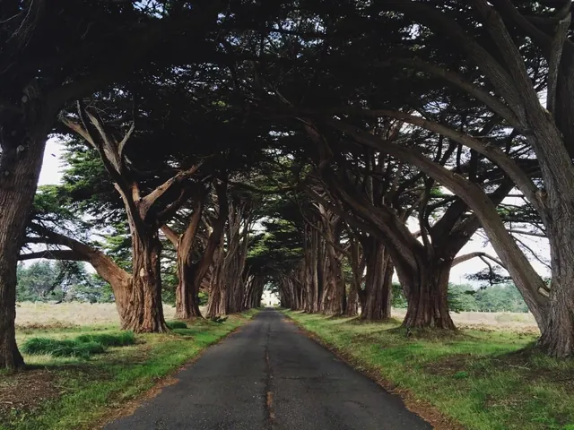 Tree-Lined Road Tunnel, photographic, organic, dark
