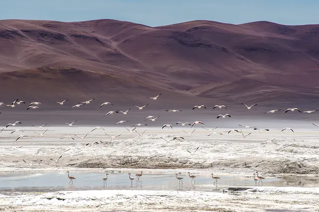 Flamingos in a Salt Flat, photographic, organic, earthy