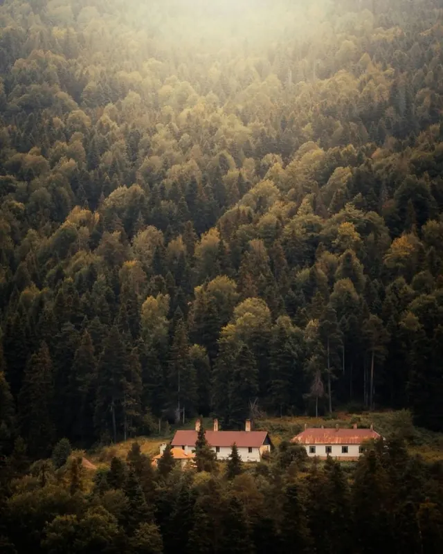 Forest Cabin Landscape, photographic, organic, earthy