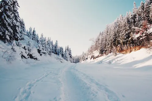 Snowy Forest Path, photographic, organic, light