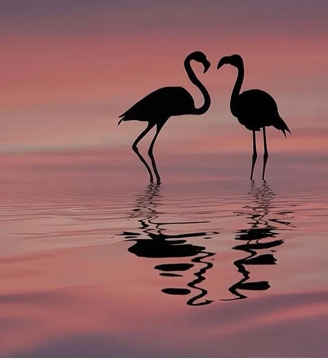 Silhouette of Two Flamingos at Sunset, minimal, organic, warm