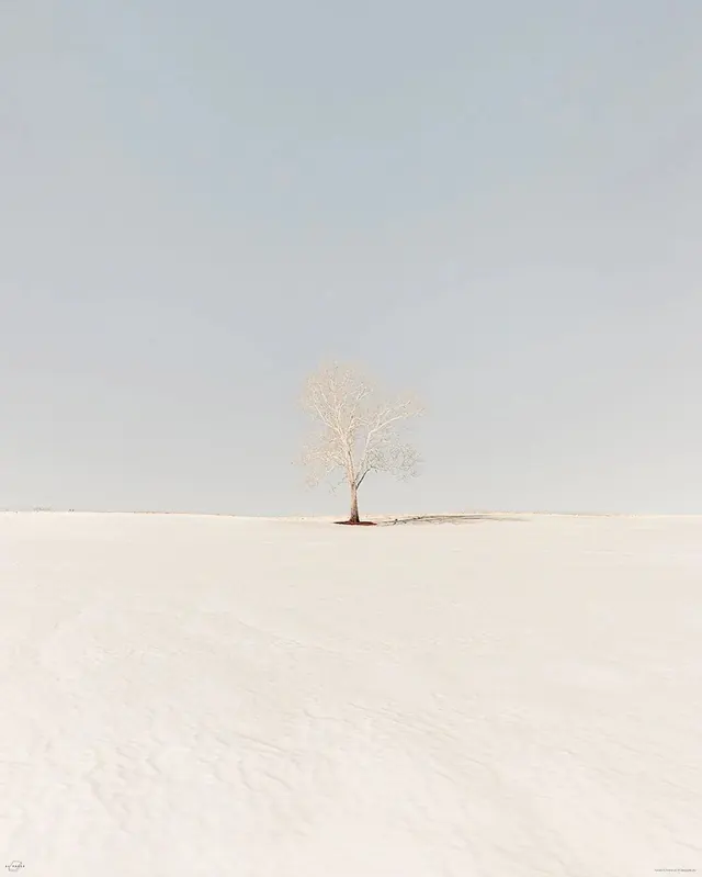 Minimalist Tree in White Landscape, minimal, photographic, light