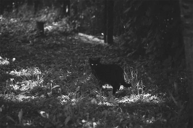 Black Dog in Forest, monochrome, photographic, monochrome