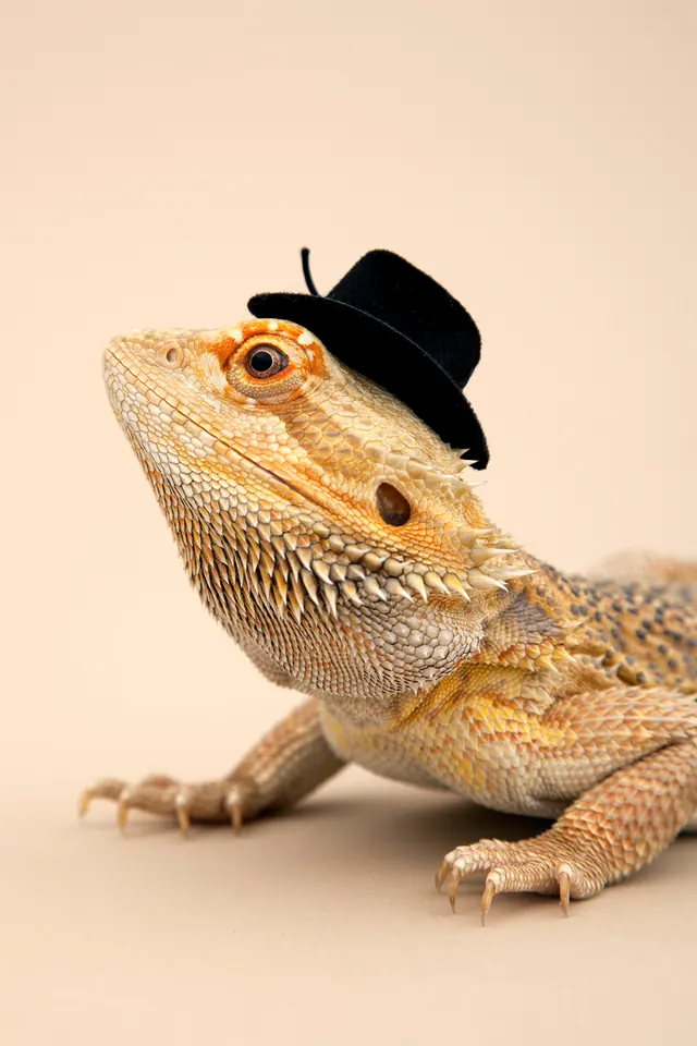 Bearded Dragon with Top Hat, photographic, playful, warm