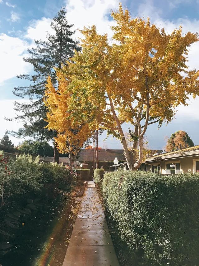 Autumnal Path to a Cottage, photographic, organic, warm
