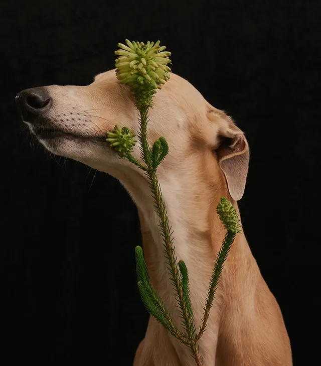 Dog with Floral Growth, organic, photographic, dark