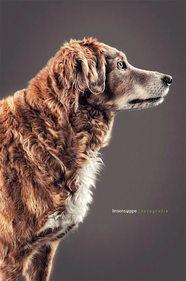 Golden Retriever Portrait, photographic, organic, warm