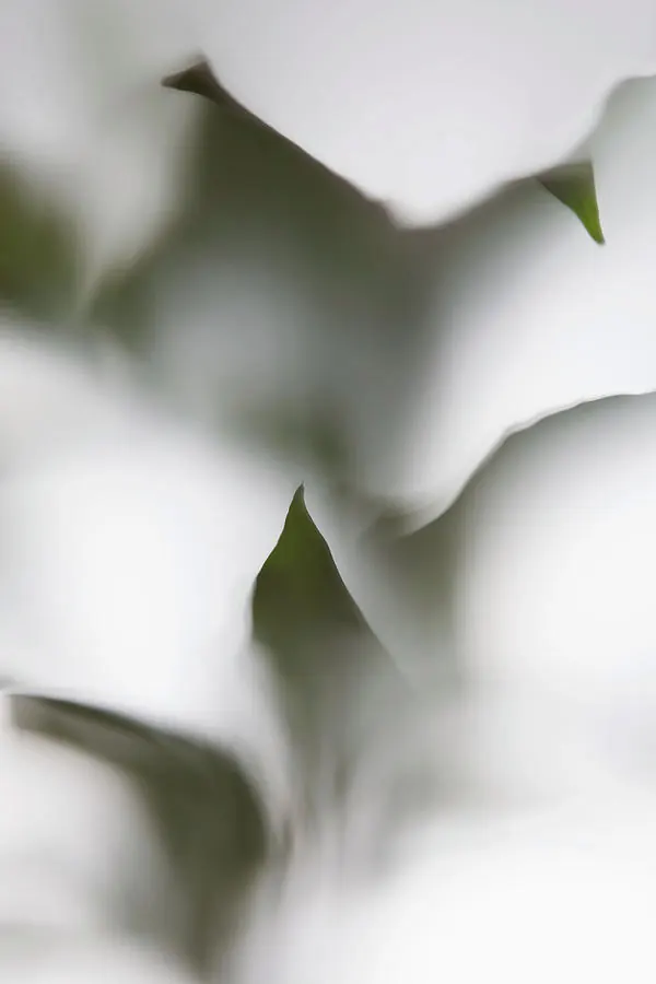 Abstract Organic Leaf Shapes, minimal, organic, muted