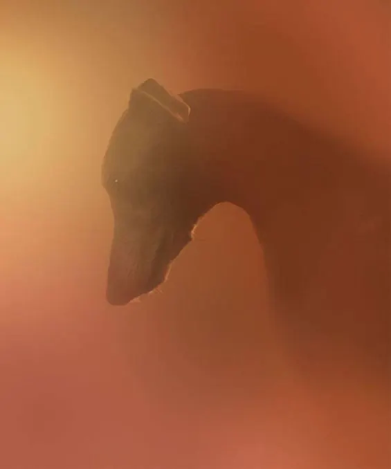 Horse Silhouette in Mist, organic, photographic, warm