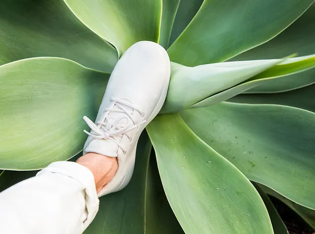 Foot in Succulent Plant, organic, photographic, light