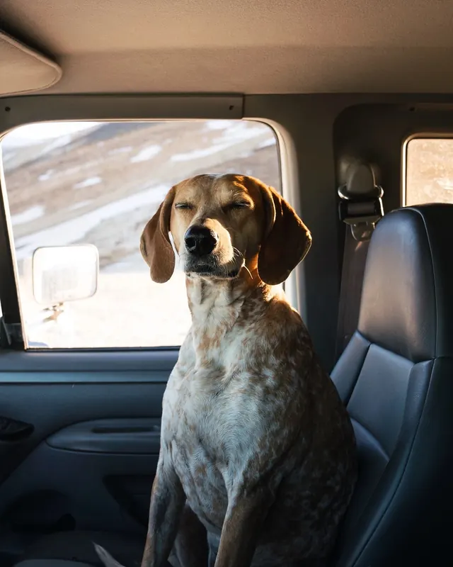 Dog in a Car, photographic, organic, warm