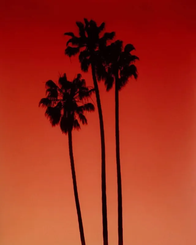 Silhouette of Palm Trees against Red Background, minimal, flat, vibrant