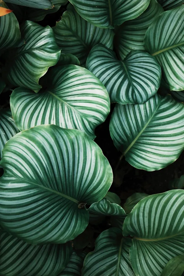 Calathea Orbifolia Leaf Pattern, organic, photographic, dark