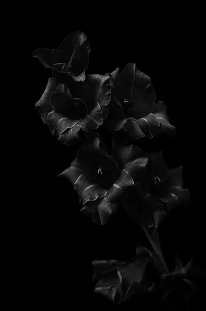 Monochrome Floral Composition, minimal, monochrome, dark