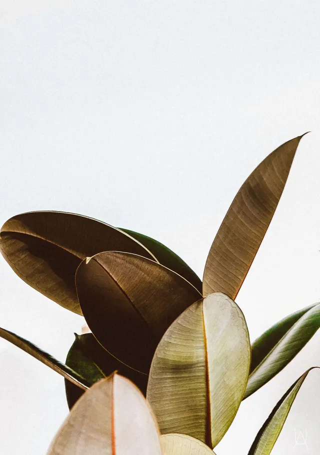Tropical Leaf Close-up, minimal, organic, muted
