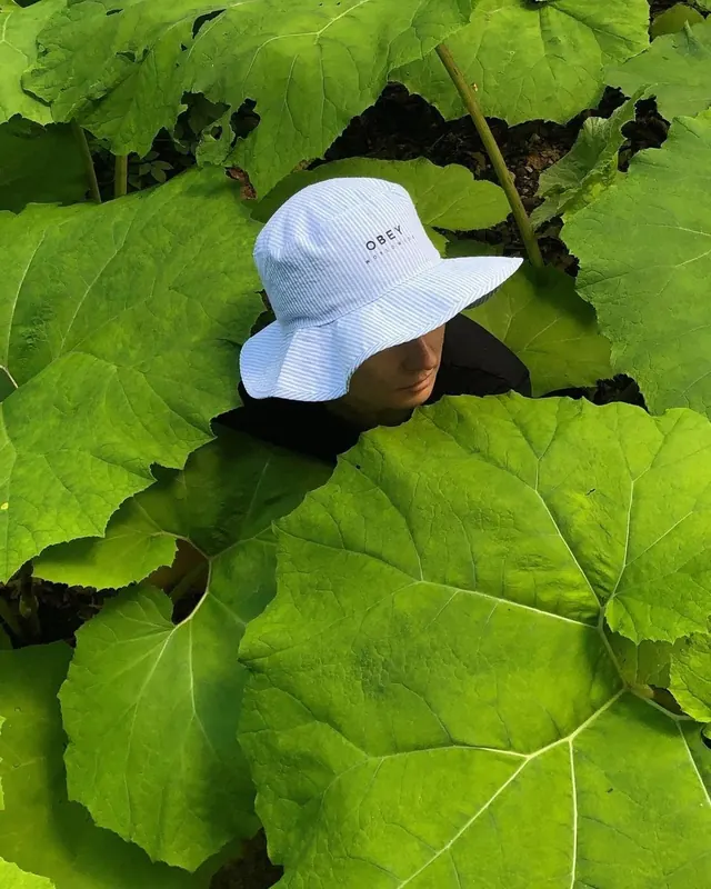 Person in White Hat among Green Leaves, organic, photographic, vibrant