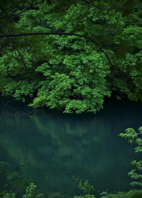 Lush Green Forest Pond, organic, photographic, vibrant