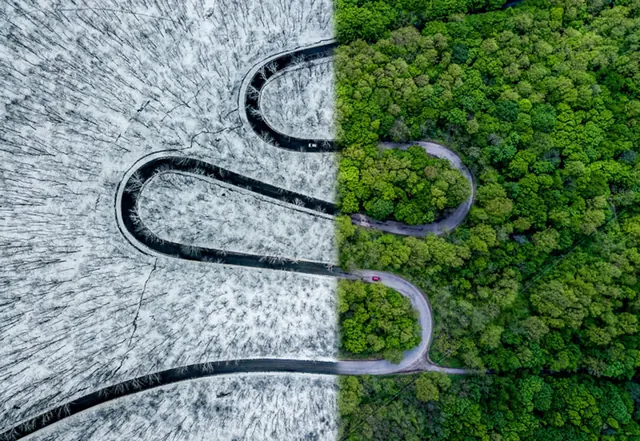 Aerial Road and Forest Split, photographic, minimal, high-contrast