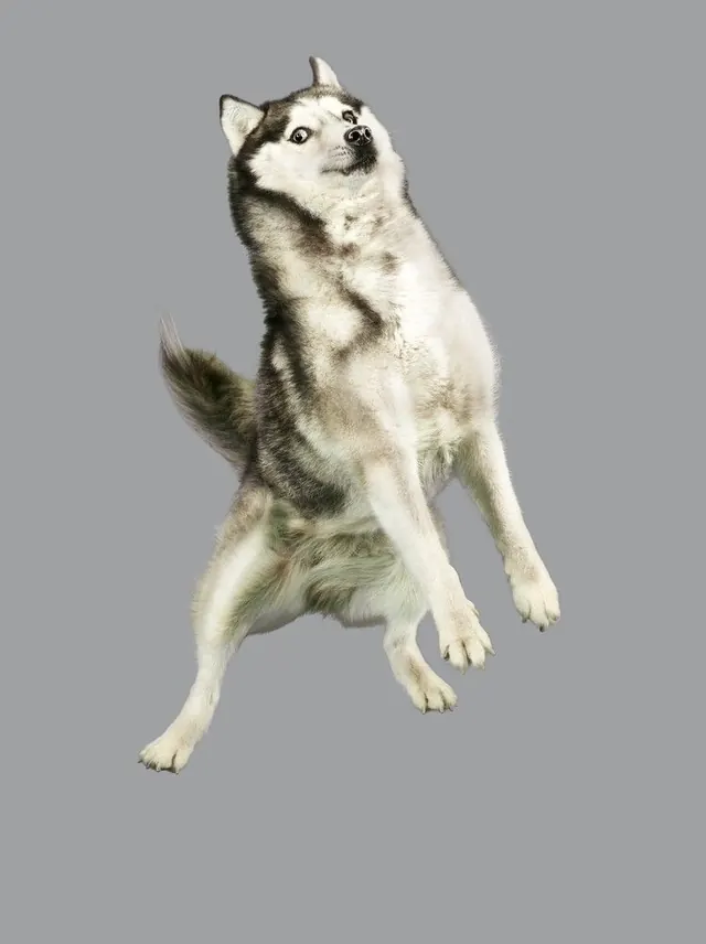 Husky Dog Illustration, photographic, organic, light