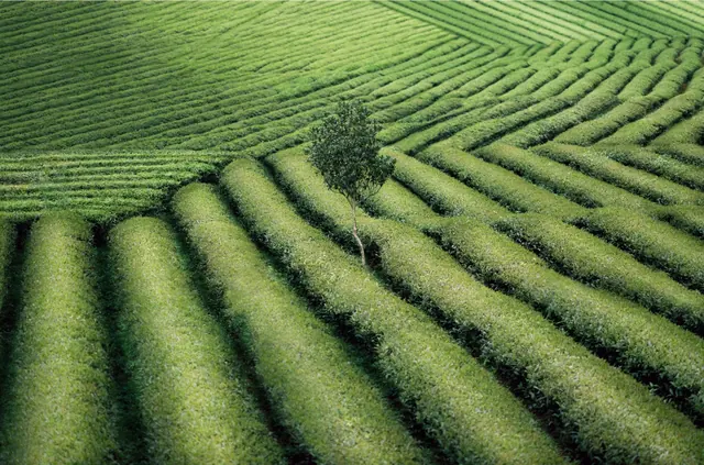 Vineyard Landscape with Lone Tree, photographic, organic, vibrant