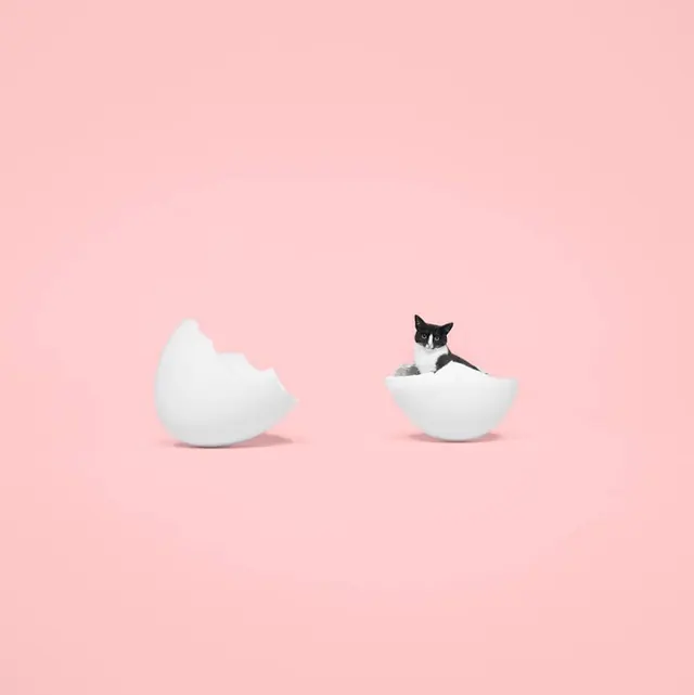 Minimalist Cat in Egg Illustration, minimal, playful, pastel