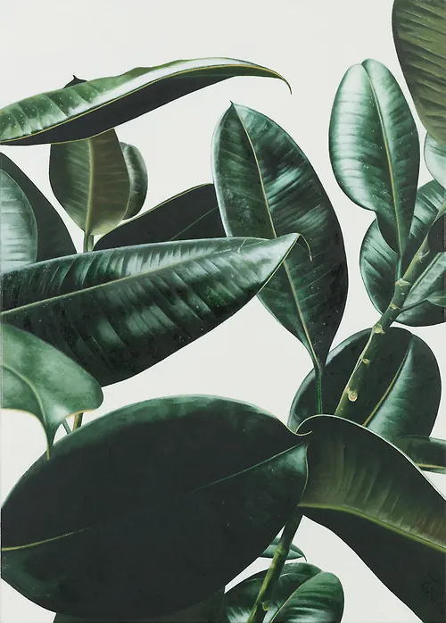 Tropical Leaf Illustration, organic, flat, dark